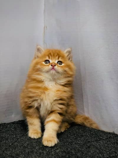 home deliverey availab parshion triple cote kitten cat male and female