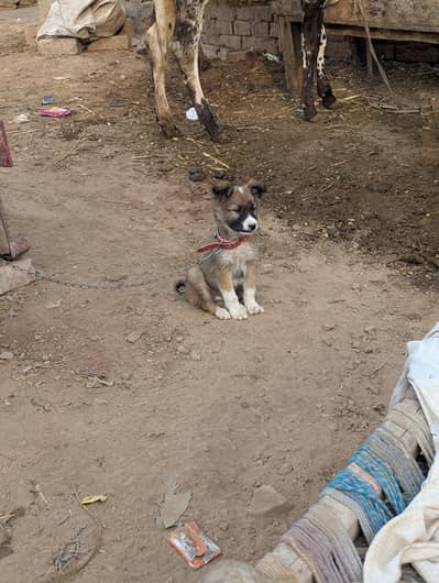 Pista dog Russian dog