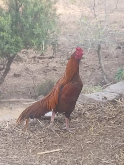 Beautiful Aseel Peela