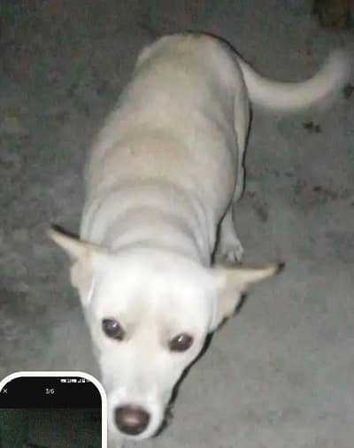 Mix Gultair Female for Sale