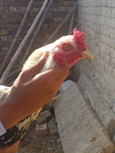 Aseel Murgha kala jawa