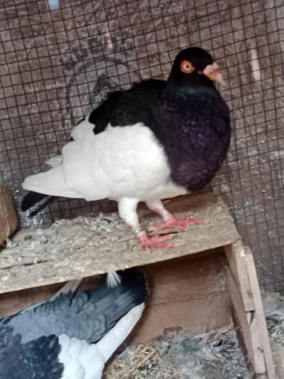 Danish Tumbler pigeon 2 females