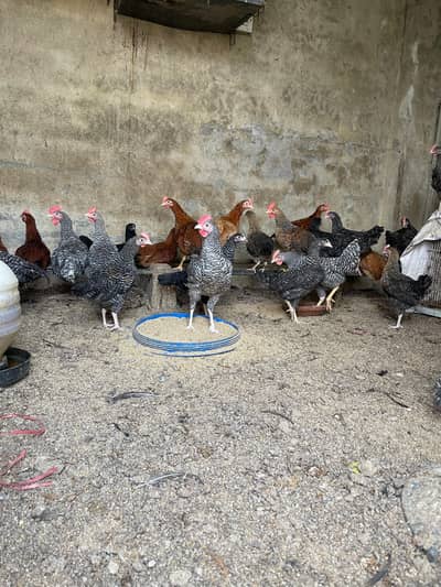 Plymouth chiks active and healty