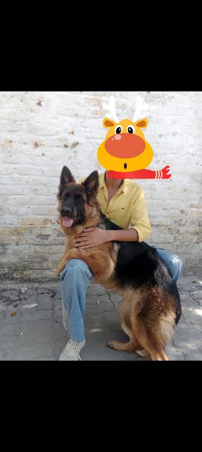 triple coat German shepherd female