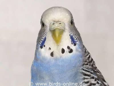 Required Three Budgies Female.