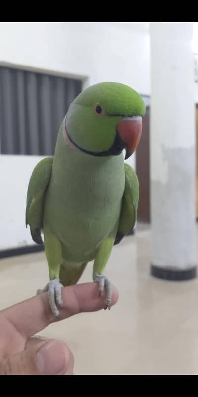 hand tamed ringneck paroot
