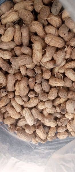 PEANUT MONG PHALLI