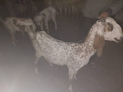 Pure Breed Goats For Sale