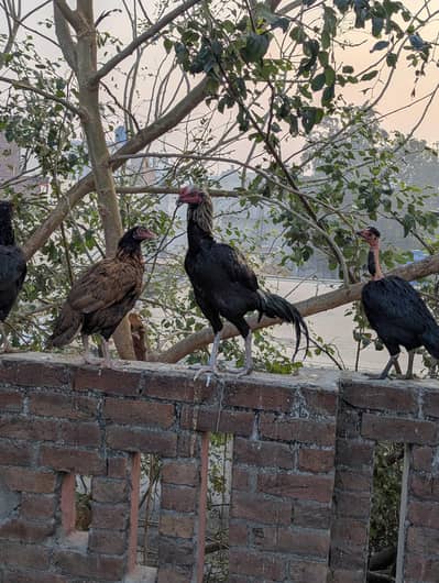 walaiti murga for sale