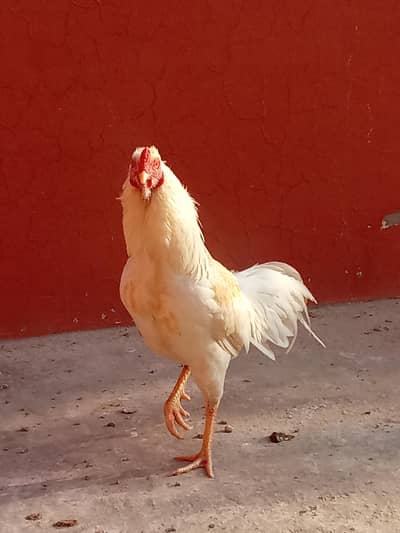 lohman aseel for sale