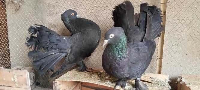 Black Lakka Breeder Pair