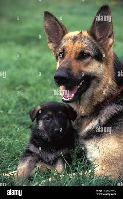 German shepherd puppies available for sale