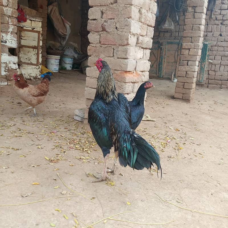 اصیل بریڈر 0