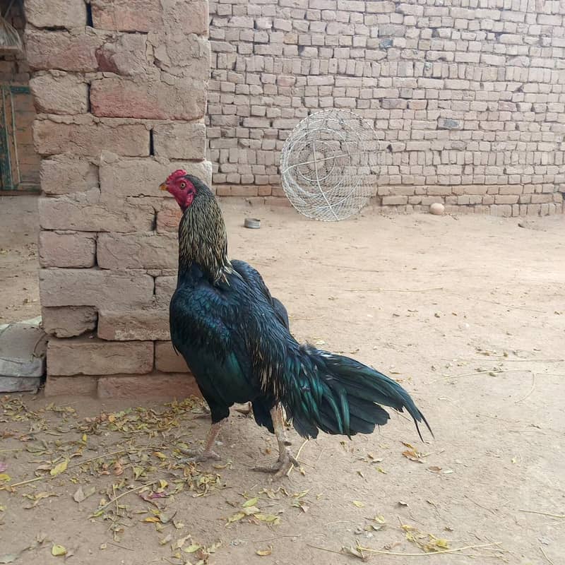 اصیل بریڈر 1