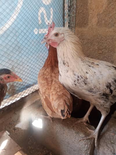 misery hens eggs laying