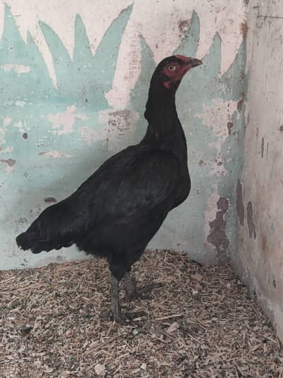 Thai cross hen. 03280260019 contact