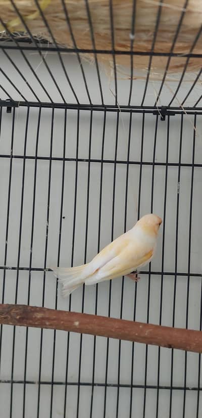 Canary Singing male