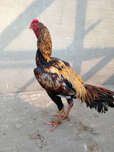 Mian Wali Aseel jawa 10 Month patha