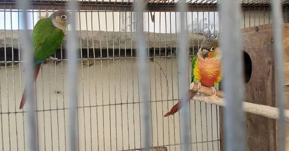 conure  high red factor pair