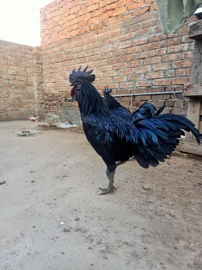 Ayam Cemani grey tongue