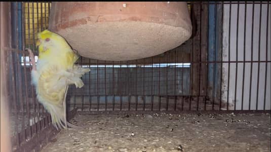 Fallow Hogoromo female