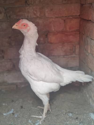 pakoya male and Vietnam female