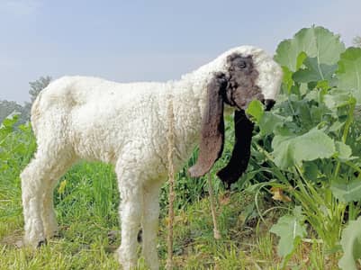 Pure Kamori Sheep 