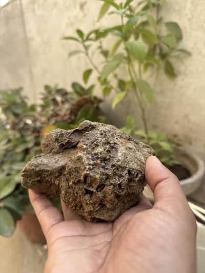 Aquarium plants and rocks, Aquarium decoration, guppy