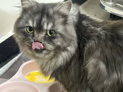 white persian kittens | fawn | calico | bicolor | semi punch | kittens