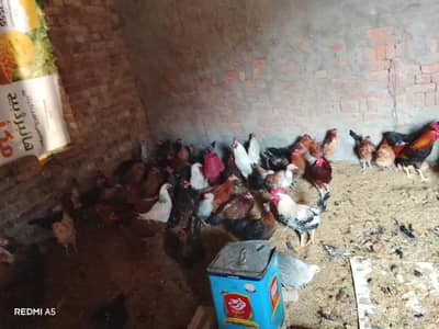 Hen for sale Egg  laying egg starter