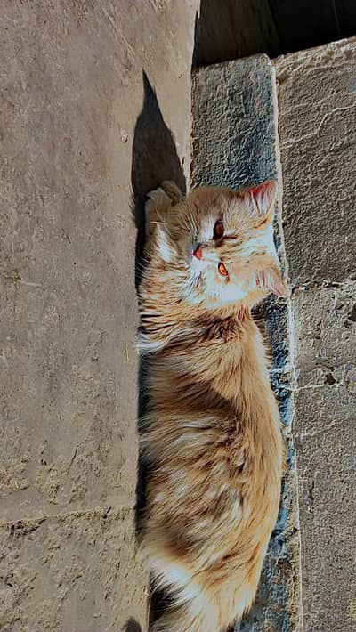 Persian cat