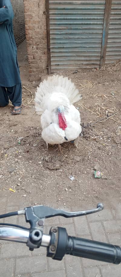 white turkey male for sell