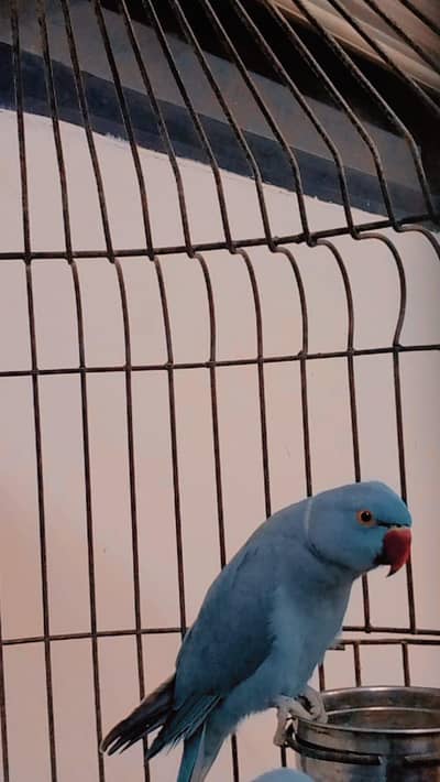 Blue Ringneck