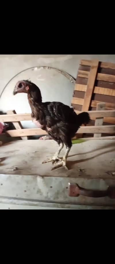 trat  female black eye gamer c. p bloodline high quality female