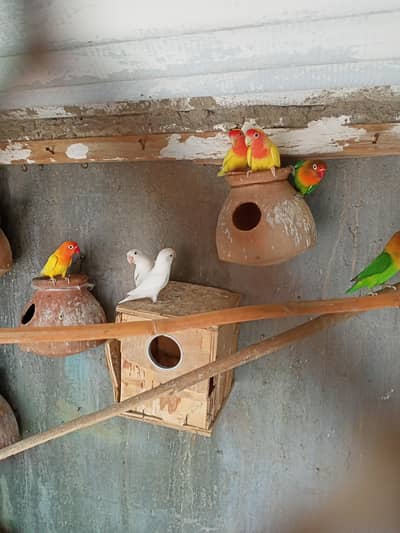 Lovebird pair Sale