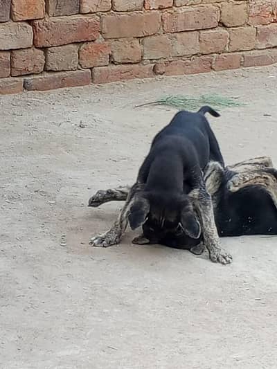 pure nasl ha achi sashion