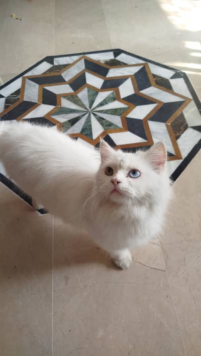 Persia,10 months, and vaccinated