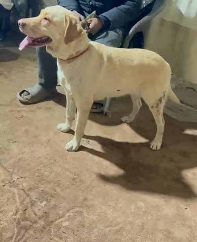 gold Labrador breeder female