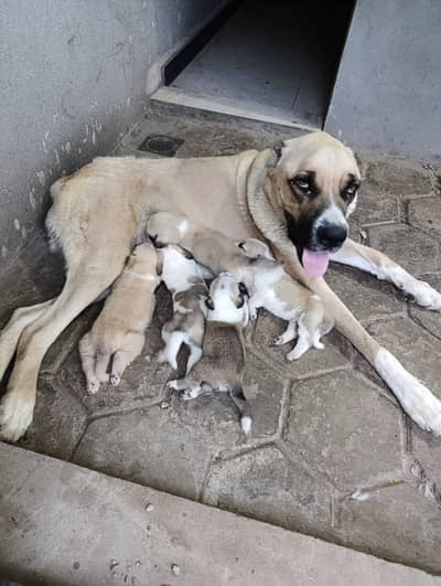 Alabai puppies available for booking