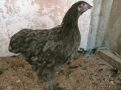 Blue heavy coachin Chiks and female