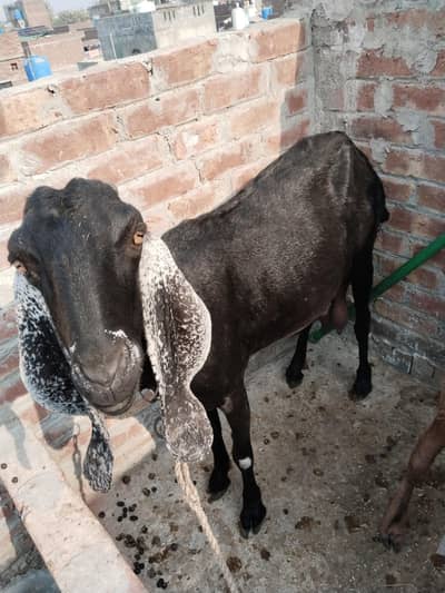 Big Beetal Milking Goat