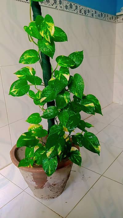 money Plant