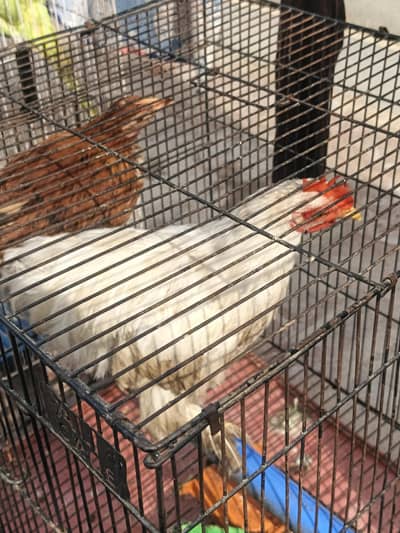 Healty and active heavy white