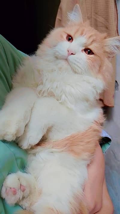Semi punch | Persian kitten | Tripple coated persian cat for sale