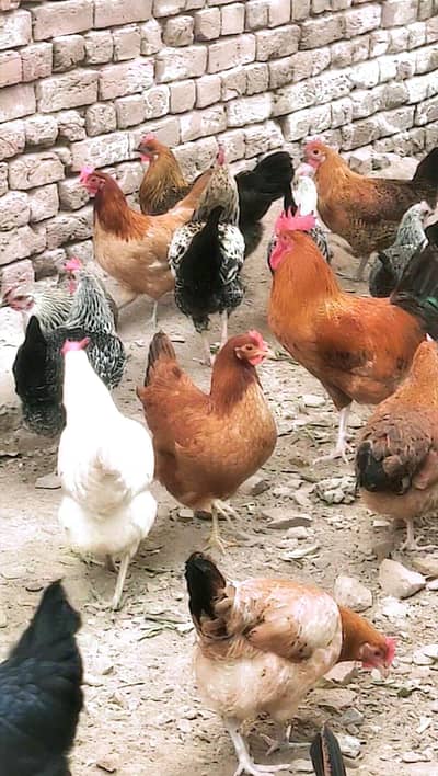 Golden Misri murgi , fully vaccinated , active Piece