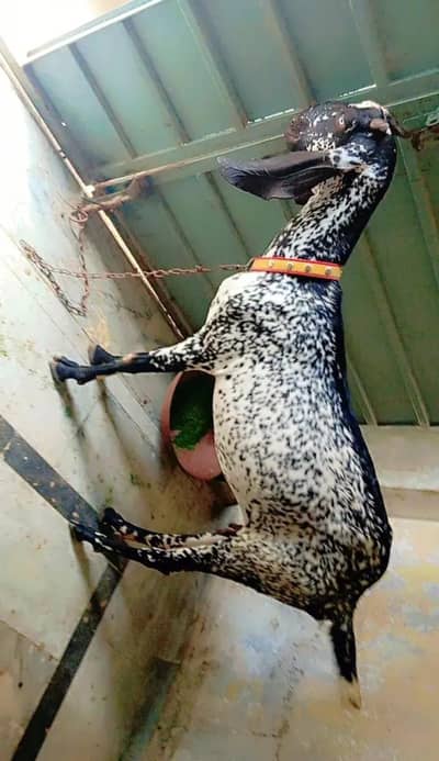 pure black makhi cheeni 2 month 12 days ki pregnant