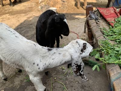 Amritsari  two beetle  Pathy kid for sale , from good breed line.