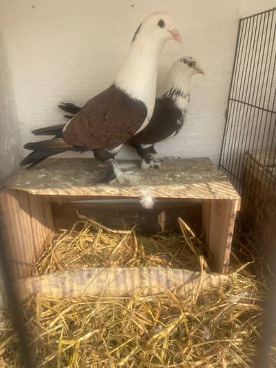 karblai | frillback | norwich | swallow | sentinate female on| Pigeons