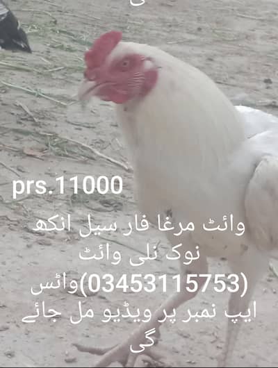 وائٹ مرغا فار سیل