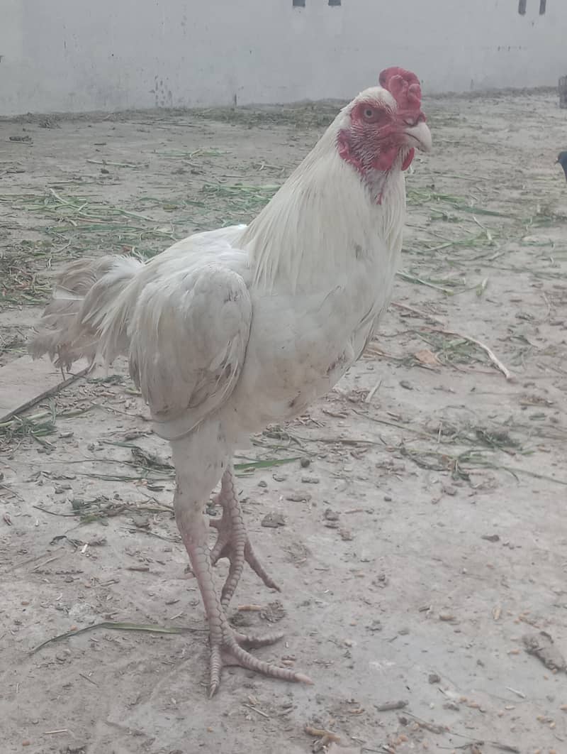 وائٹ مرغا فار سیل 1